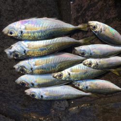 夜中にサビキ釣り